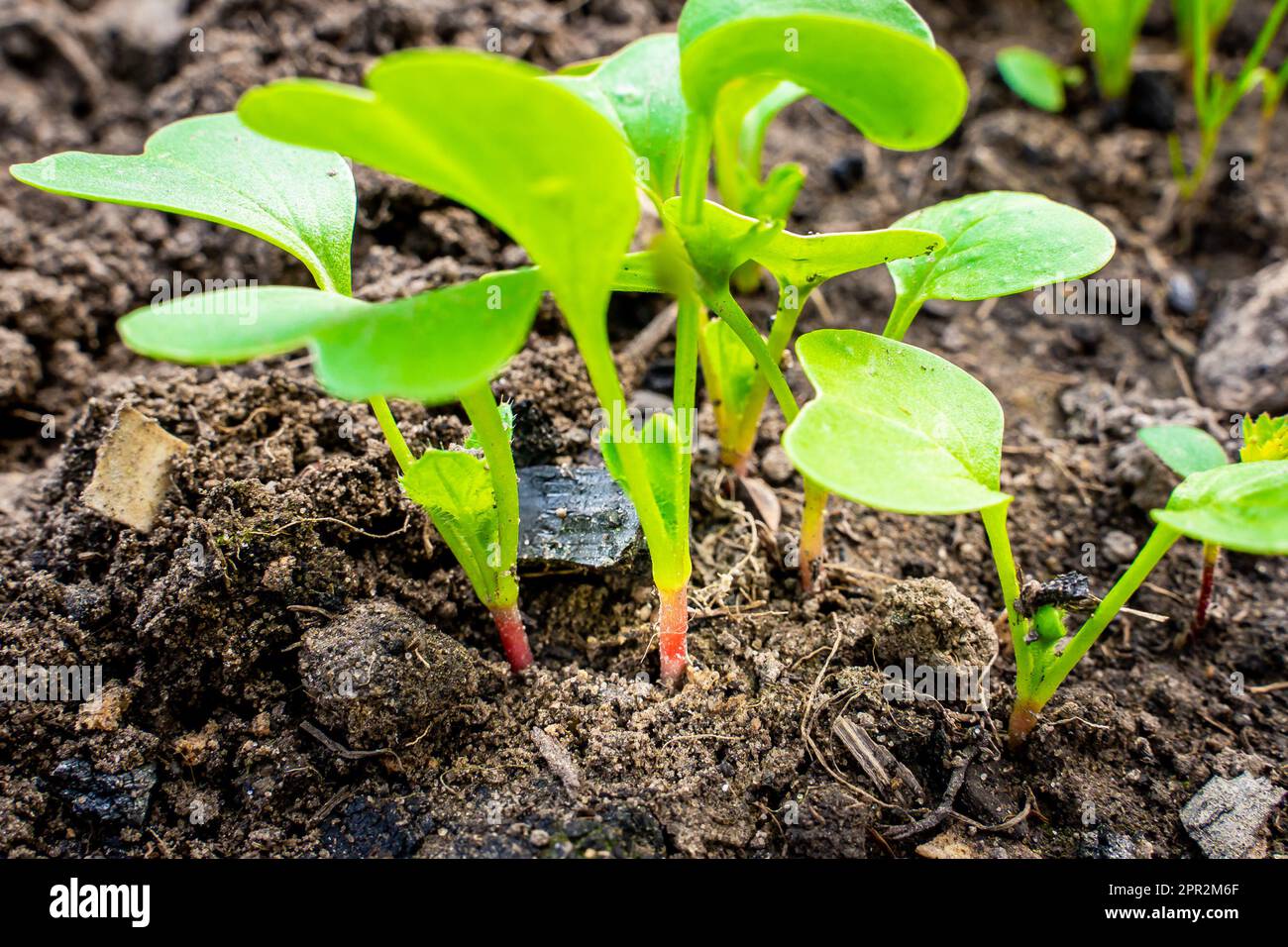 Junge Rote Rettich-Sprossen wachsen aus nächster Nähe. Grüne Blätter wachsender Pflanzen im Gartenbeet Stockfoto