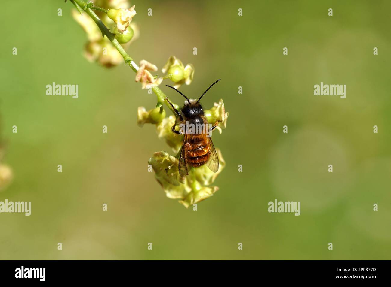 Großmauerbiene (Osmia bicornis) Familie Megachilidae auf Blüten einer roten Johannisbeere oder roten Johannisbeere (Ribes rubrum). Stockfoto