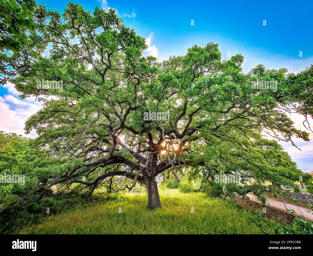 Eiche Vallonea von Tricase - Salento, Apulien, Italien Stockfoto