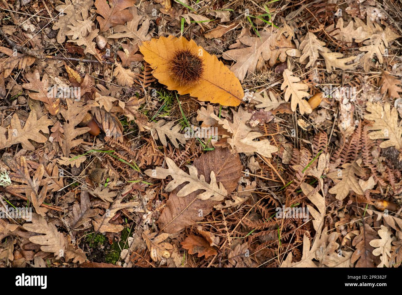 Waldboden aus Kastanien- und Eichenwald im Herbst, mit Blättern, Eicheln und Igeln aus Kastanien. Stockfoto