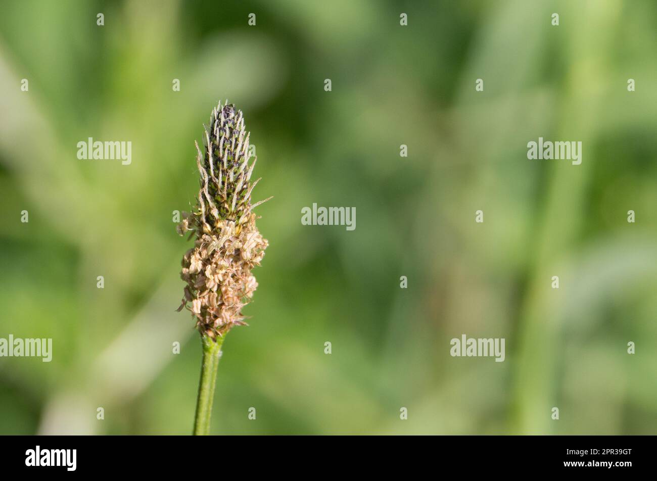 Lammzunge, Samenkopf aus englischem Plantago lanceolata, isoliert auf einem natürlichen grünen Hintergrund Stockfoto