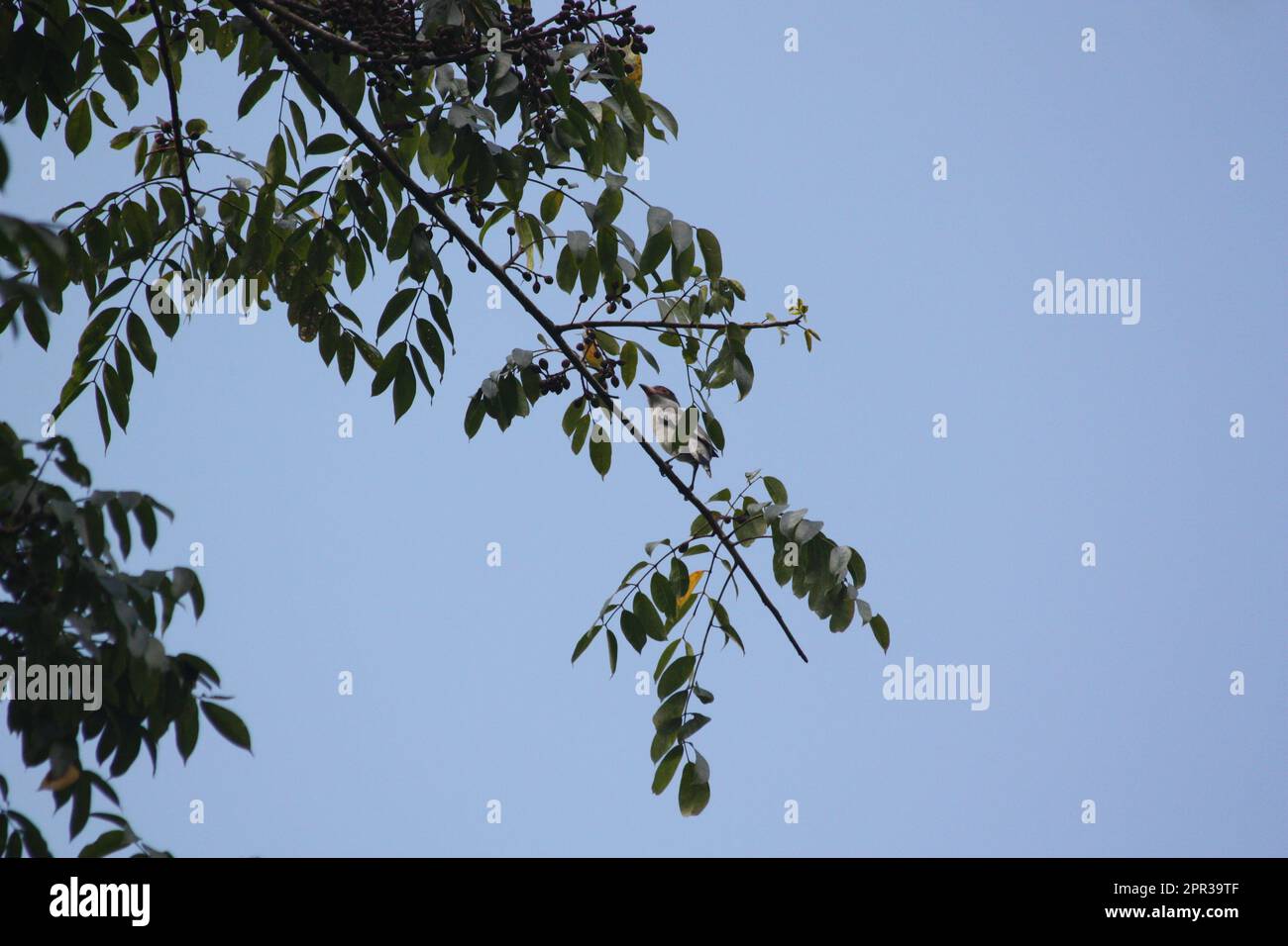 Maskierte Tityra (Tityra semifasciata) auf einem Ast Stockfoto