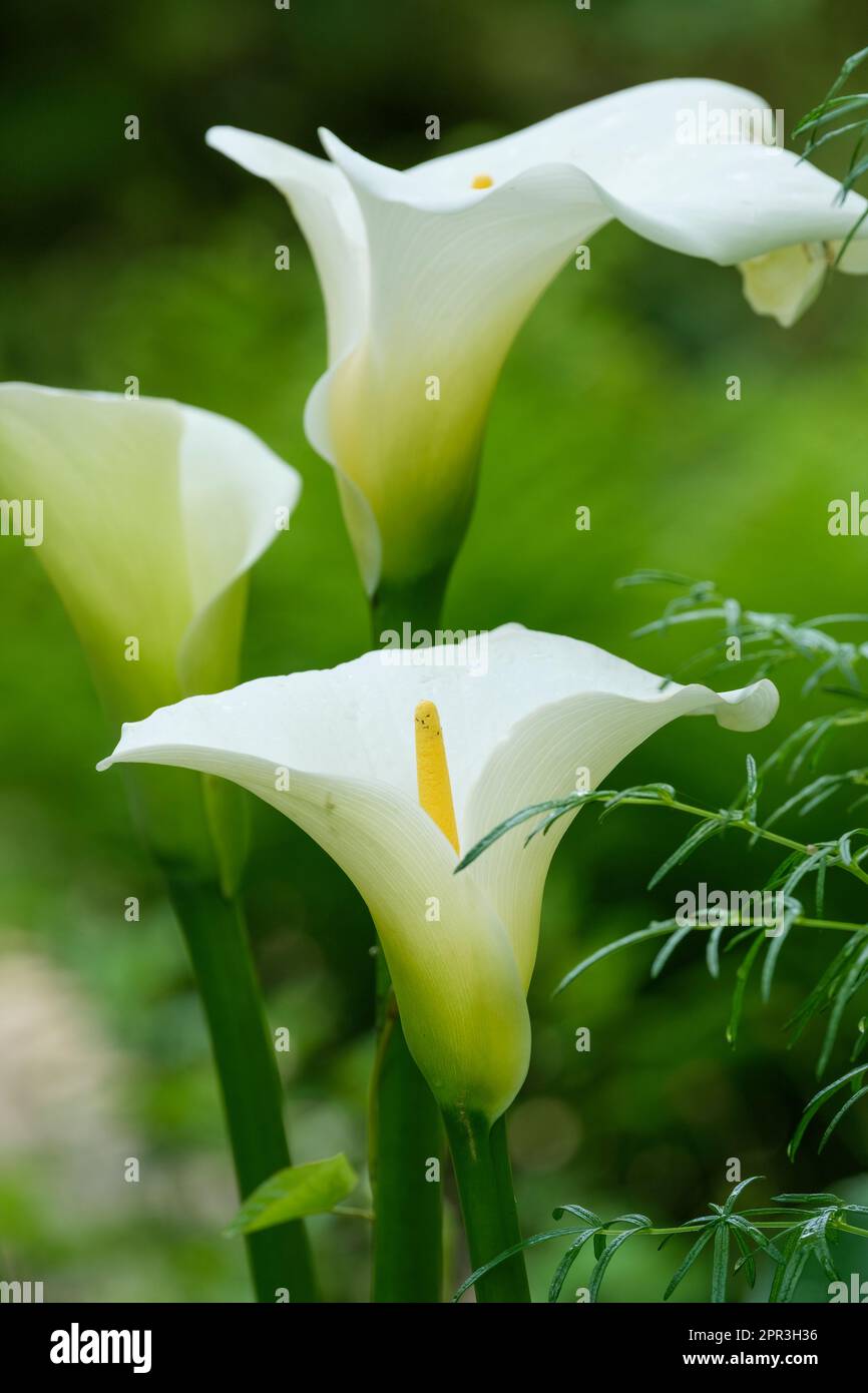Zantedeschia aethiopica, Calla Lilie, Aum Lilie, weiß, trompetenähnliche Blumen, Dominanter gelber Spadix Stockfoto