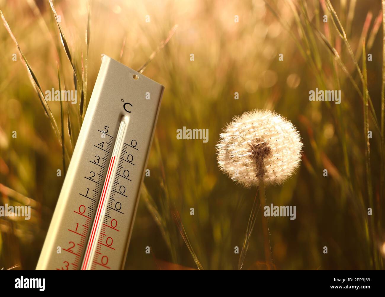 Wetterthermometer und Löwenkugel in der Frühlingswiese, Platz für Text Stockfoto