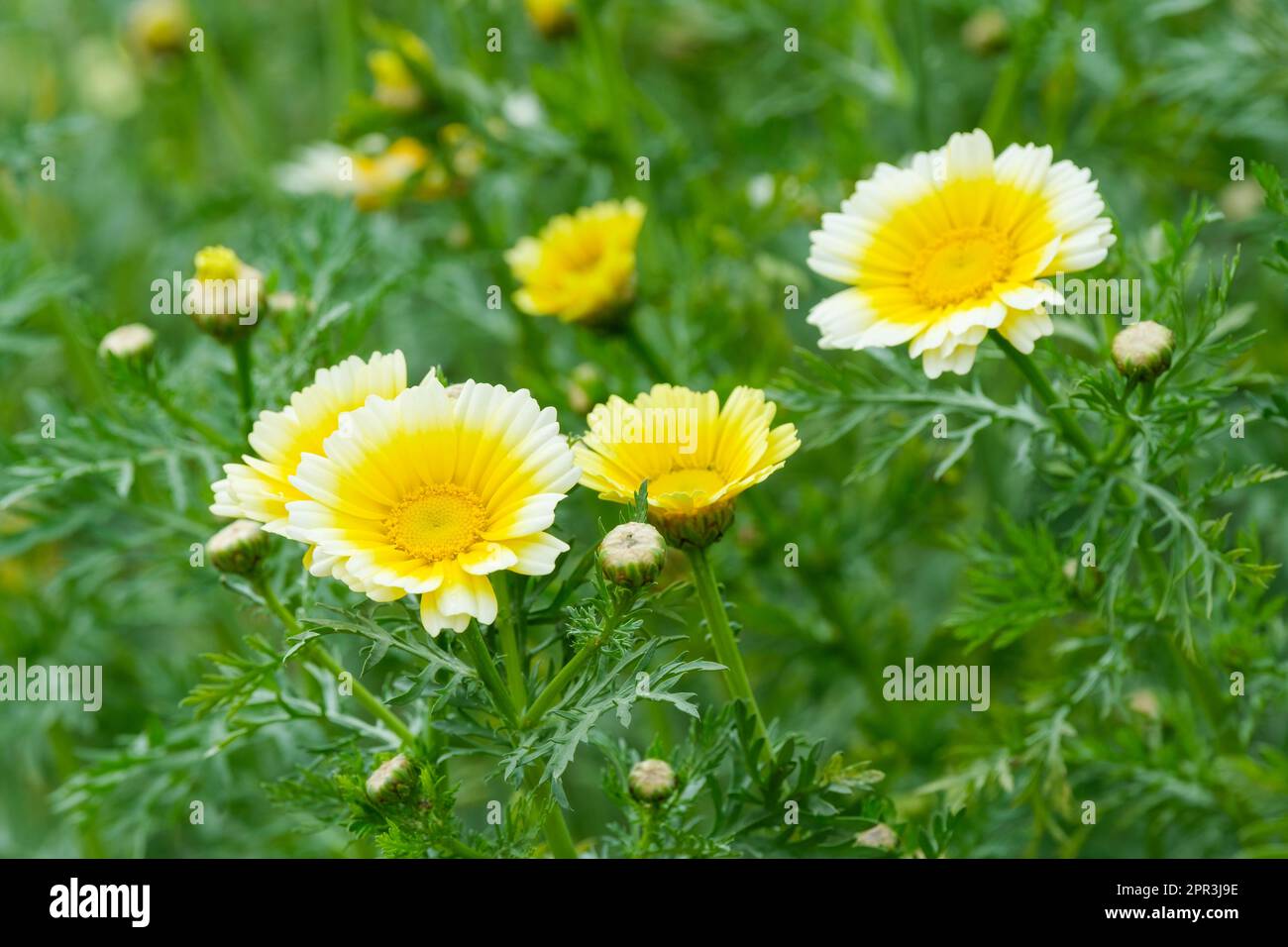 Hacken Sie Suey Greens Shungiku, Chrysanthemen, weiße Blumen mit gelben Mittelpunkten Stockfoto