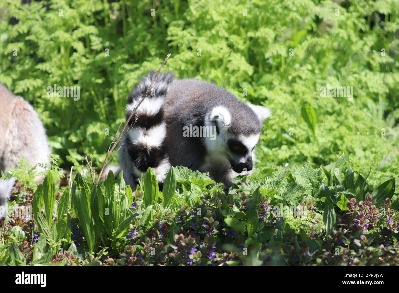 Das ist Lemur's Stockfoto