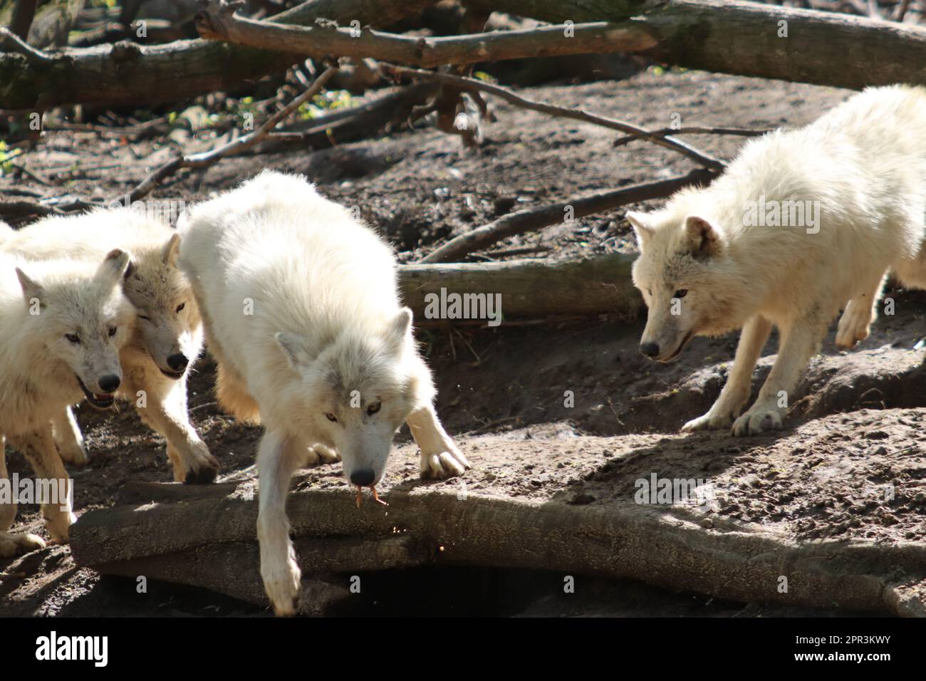 Kanadischer Polarwolf / Weißer Wolf / Polarwolf (Canis lupus arctos) Stockfoto