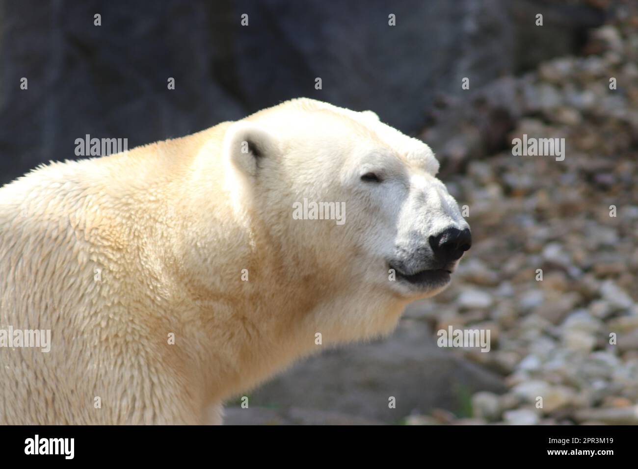 Eisbär etwas Sonnenschein neben etwas Wasser genießen Stockfoto
