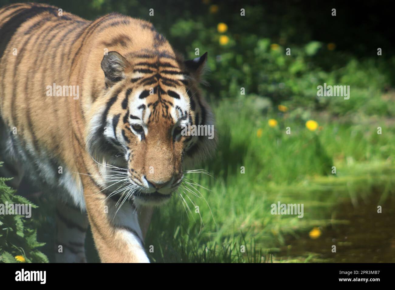 Sibirischer Tiger Stockfoto