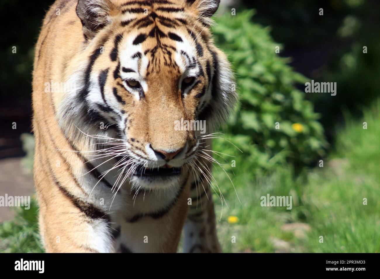 Sibirischer Tiger Stockfoto