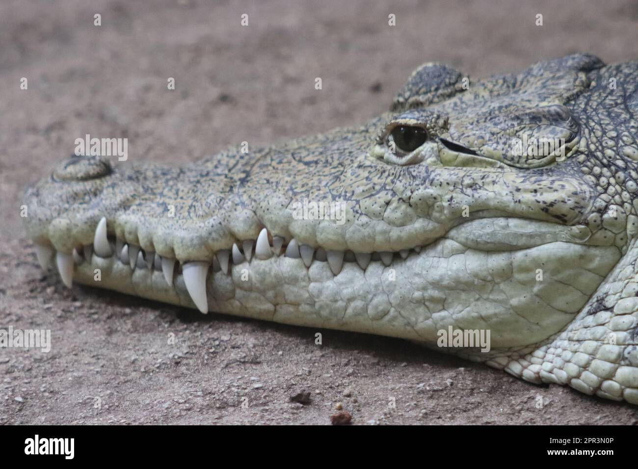 Mexikanisches Krokodil (Crocodylus moreletii) Stockfoto