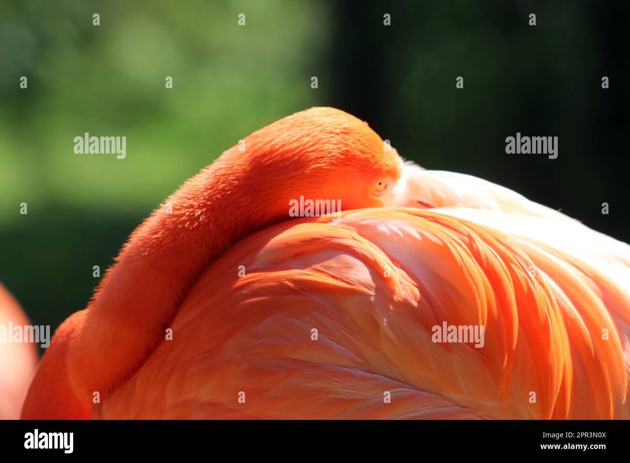 Chilenische Flamingos Stockfoto
