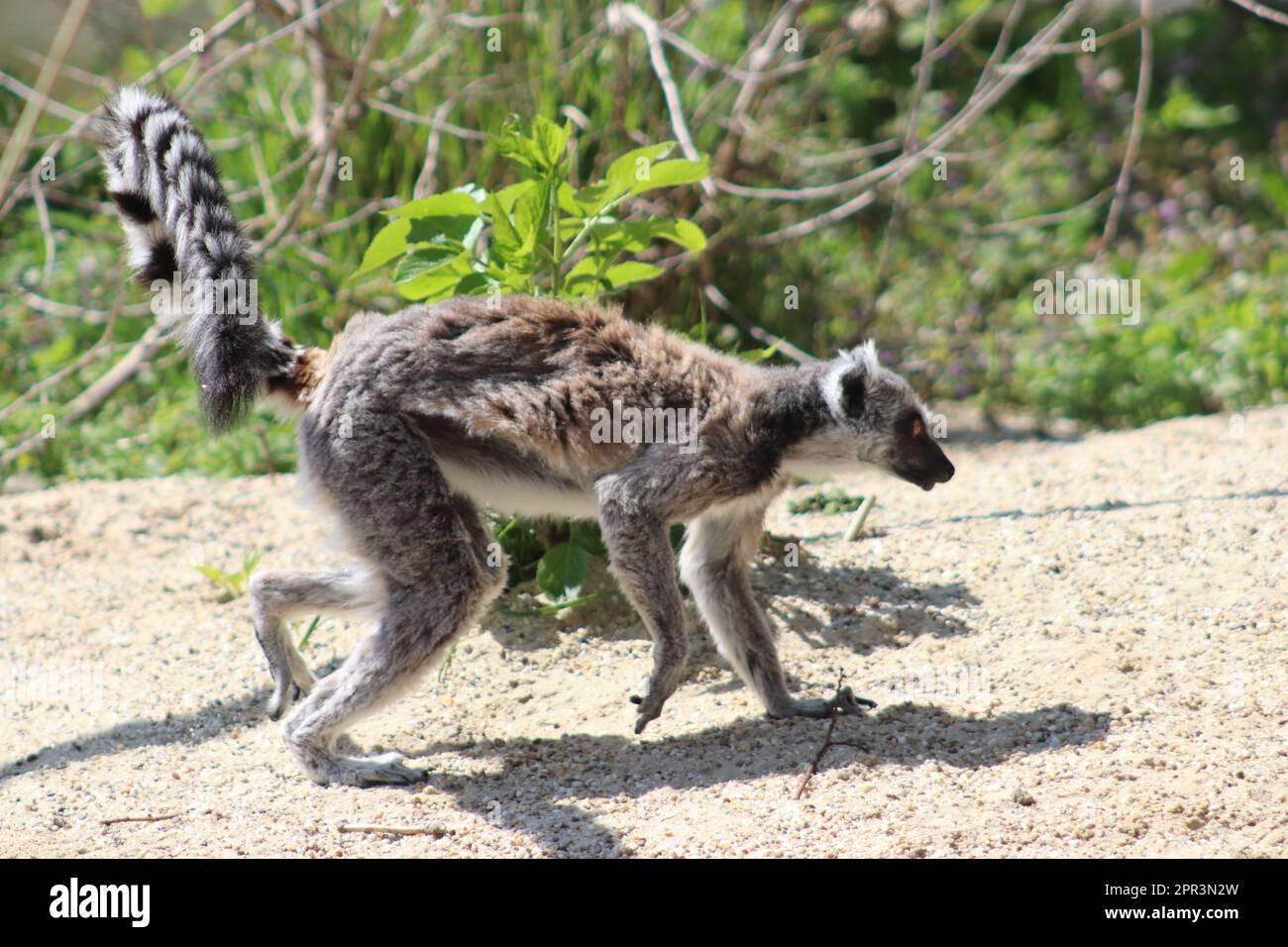 Das ist Lemur's Stockfoto
