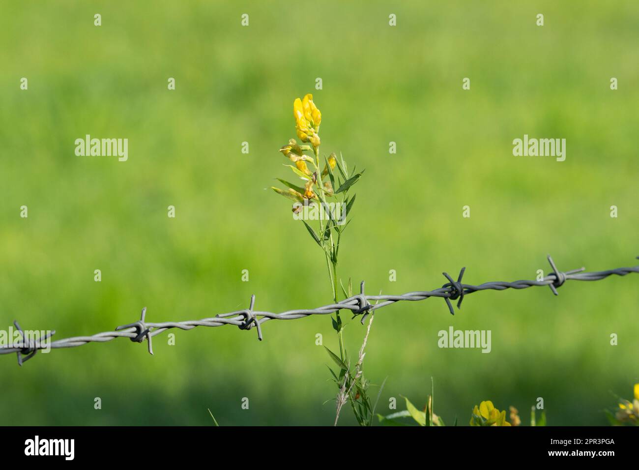Gelbe Wildblume und Stacheldraht isoliert auf einem natürlichen grünen Hintergrund Stockfoto