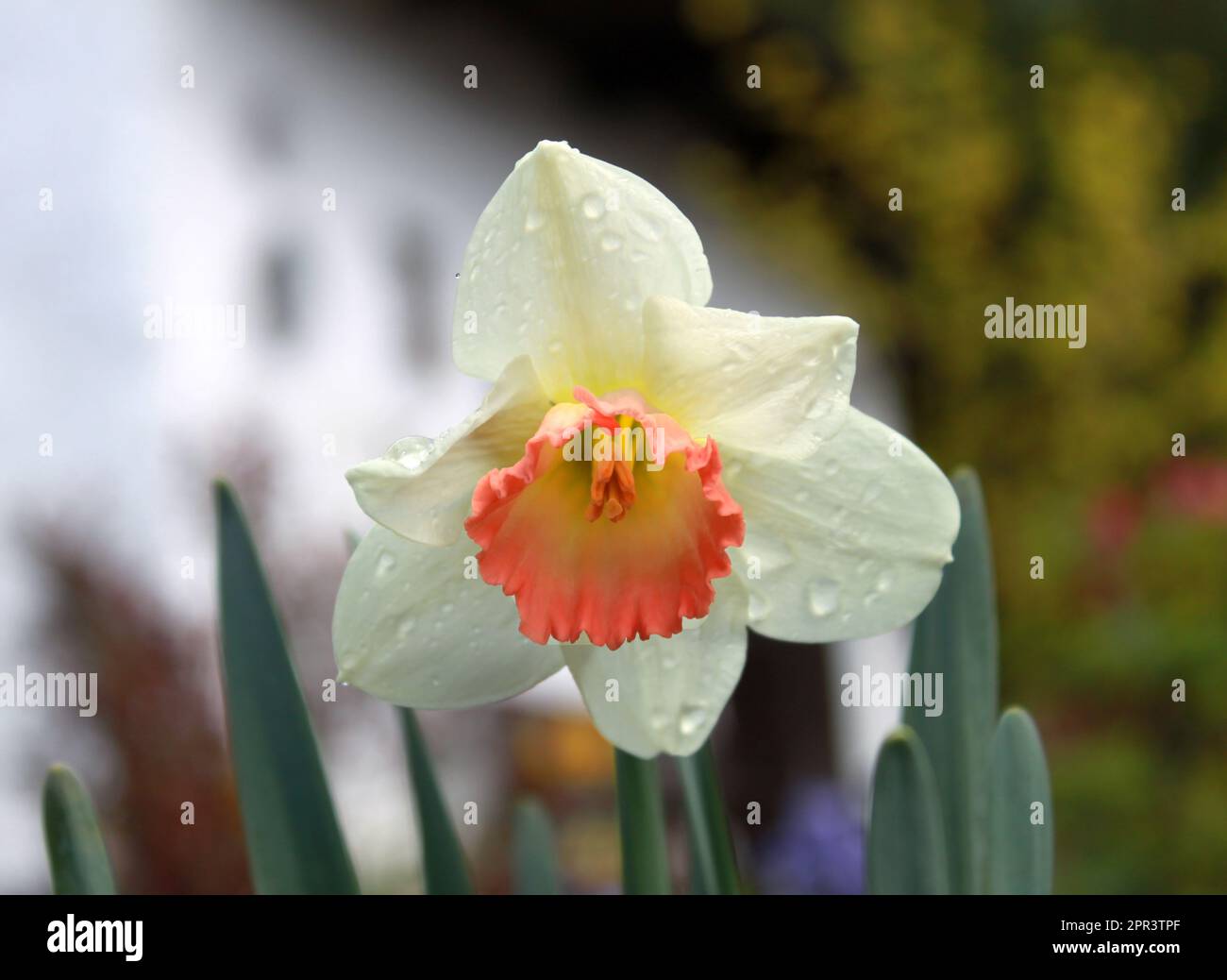 Kurz nach einem Frühlingsregnertag könnten die Regentropfen die Narzissen-Blüten fantastisch machen. Stockfoto