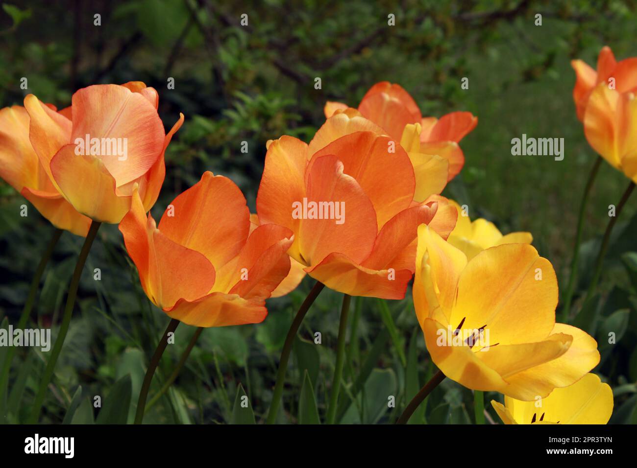 Erstaunliche bunte, offene Tulpen an einem wunderschönen sonnigen Tag Stockfoto
