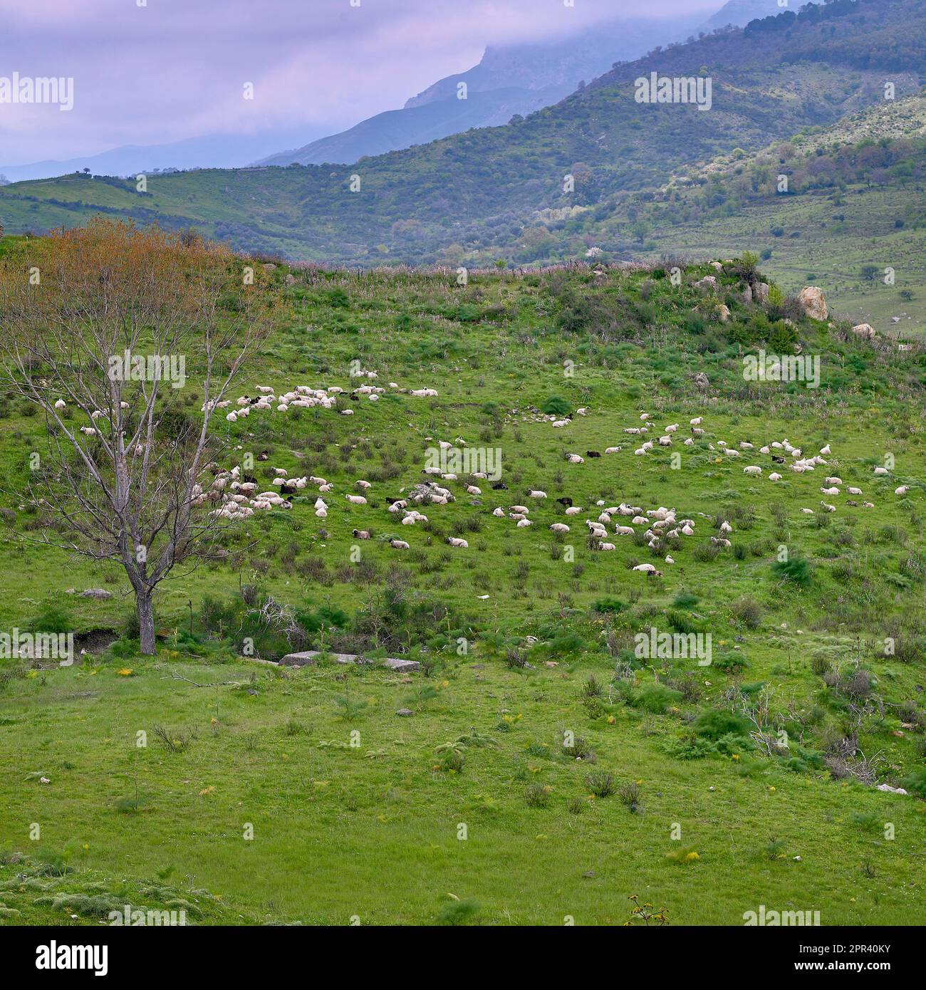 Hausschafe (Ovis ammon f. aries), Schafherde am Fuß des Ätna im Frühling, Italien, Sizilien, Francavilla Stockfoto