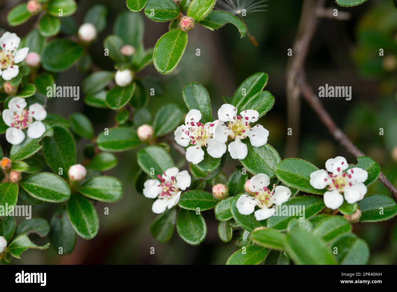Bearberry Cotoneaster, Cotoneaster Dammeri, Flowers Stockfoto