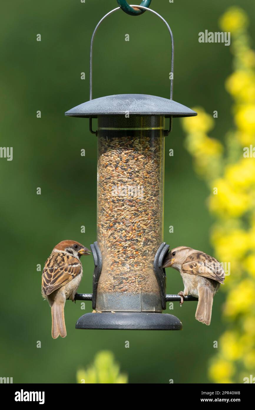 Eurasischer Baumspatz (Passer montanus), zwei Spatzen füttern Vogelsamen am Vogelspender, Rückansicht, Deutschland Stockfoto