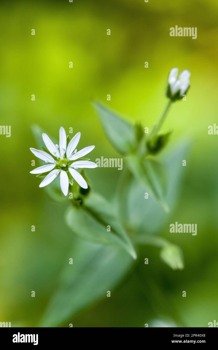 Wasser Vogelmiere, Hahnenfußgewächse, Riesen-Vogelmiere (Myosoton Aquaticum, Stellaria Aquatica), Wasser blühen, Deutschland Stockfoto