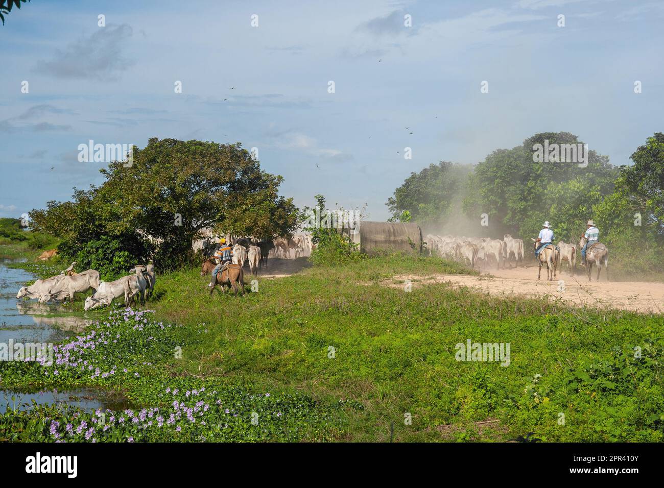Eine Rinderherde wird von Gauchos zu einer Rotationsweide, Venezuela, Apure, Hato El Cedral, gefahren Stockfoto