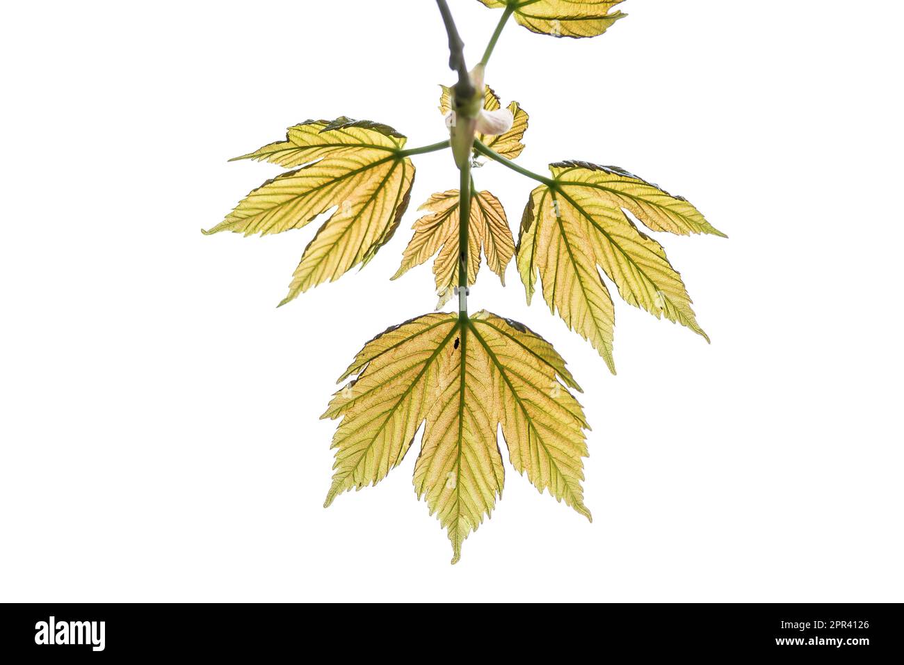 Ahornsirup, Ahornsirup (Acer pseudoplatanus), Blätter mit Hintergrundbeleuchtung, High-Key-Beleuchtung, Deutschland Stockfoto