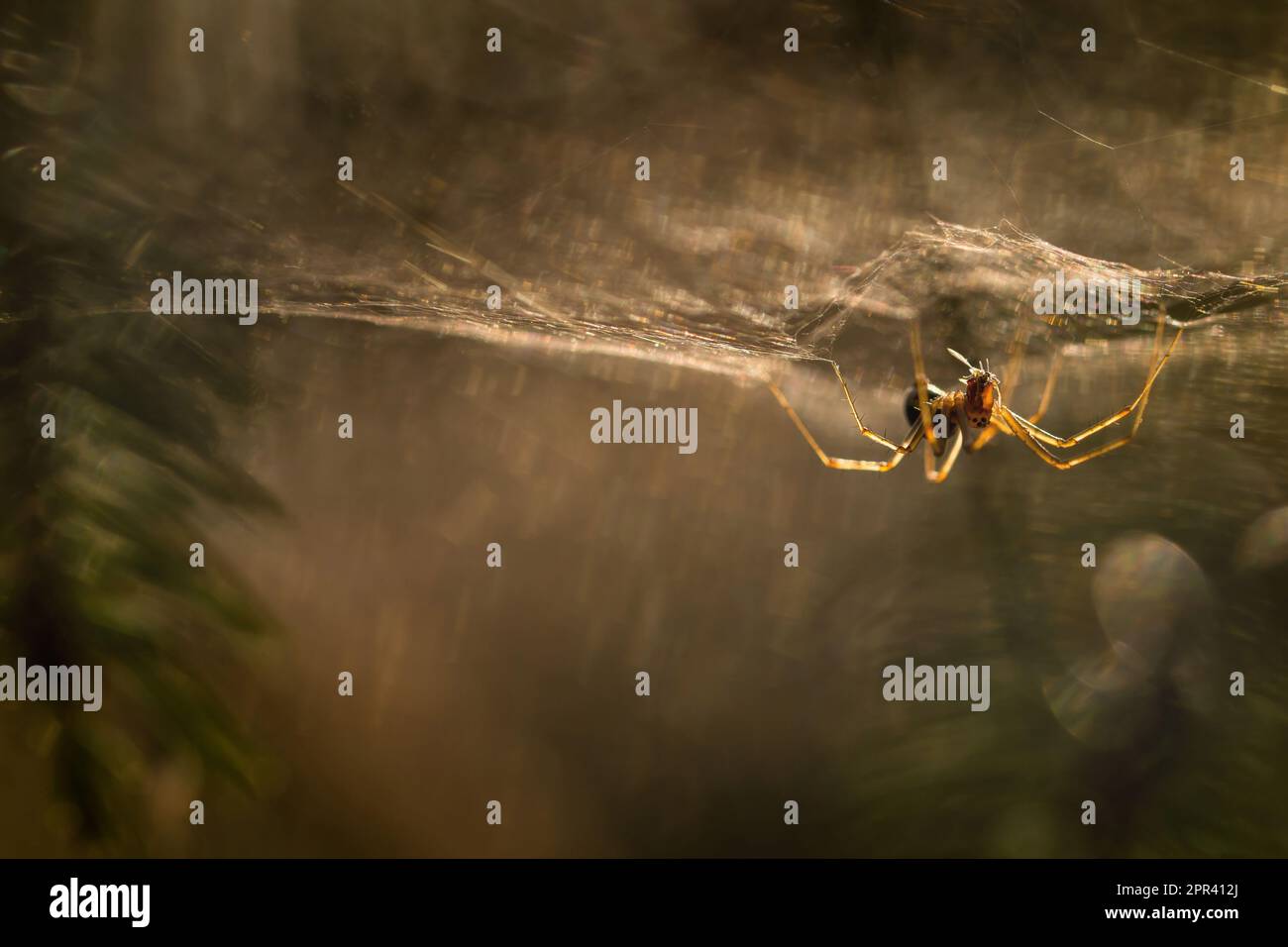die spinne in ihrem Netz im Morgenlicht, Deutschland Stockfoto