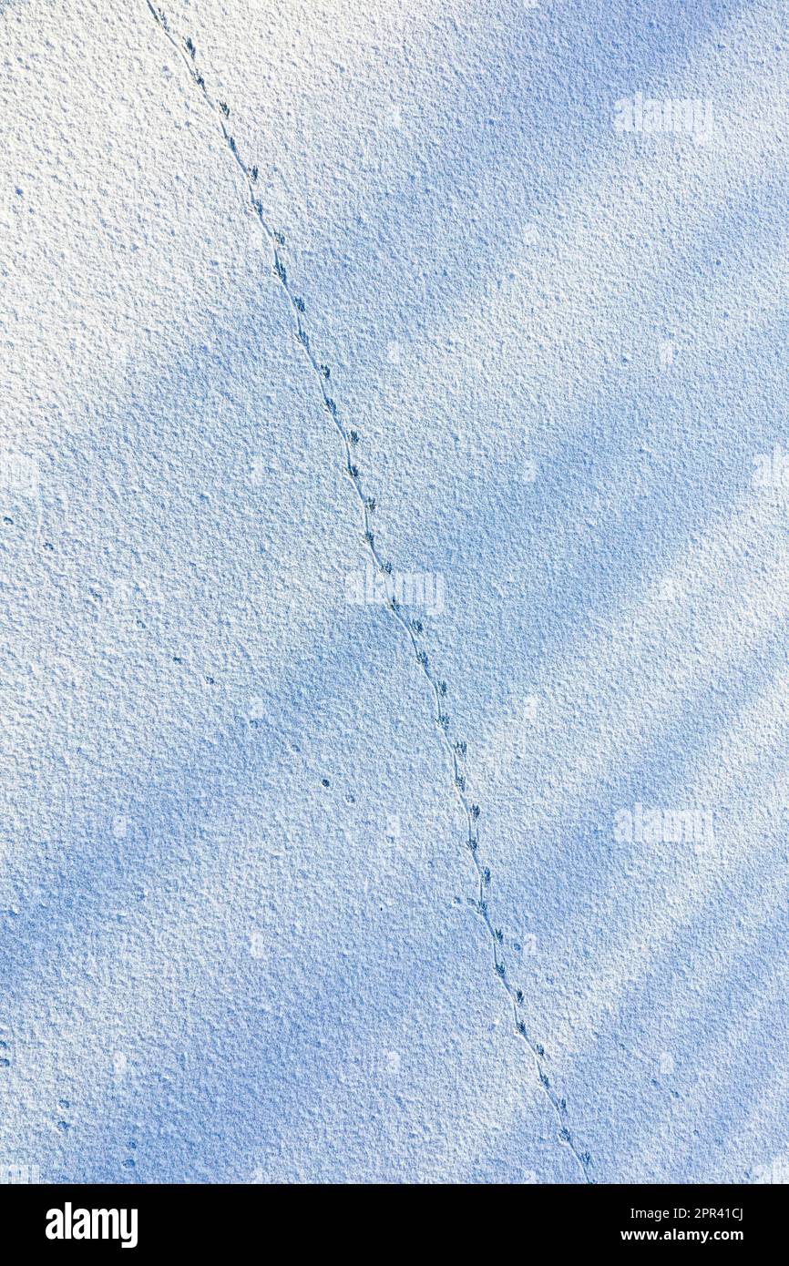 Coypu, Nutria (Myocastor coypus), Spuren im Schnee auf der Eisoberfläche eines gefrorenen Teichs, mit dem Abdruck des sich drehenden Schwanzes auf dem Boden, Stockfoto