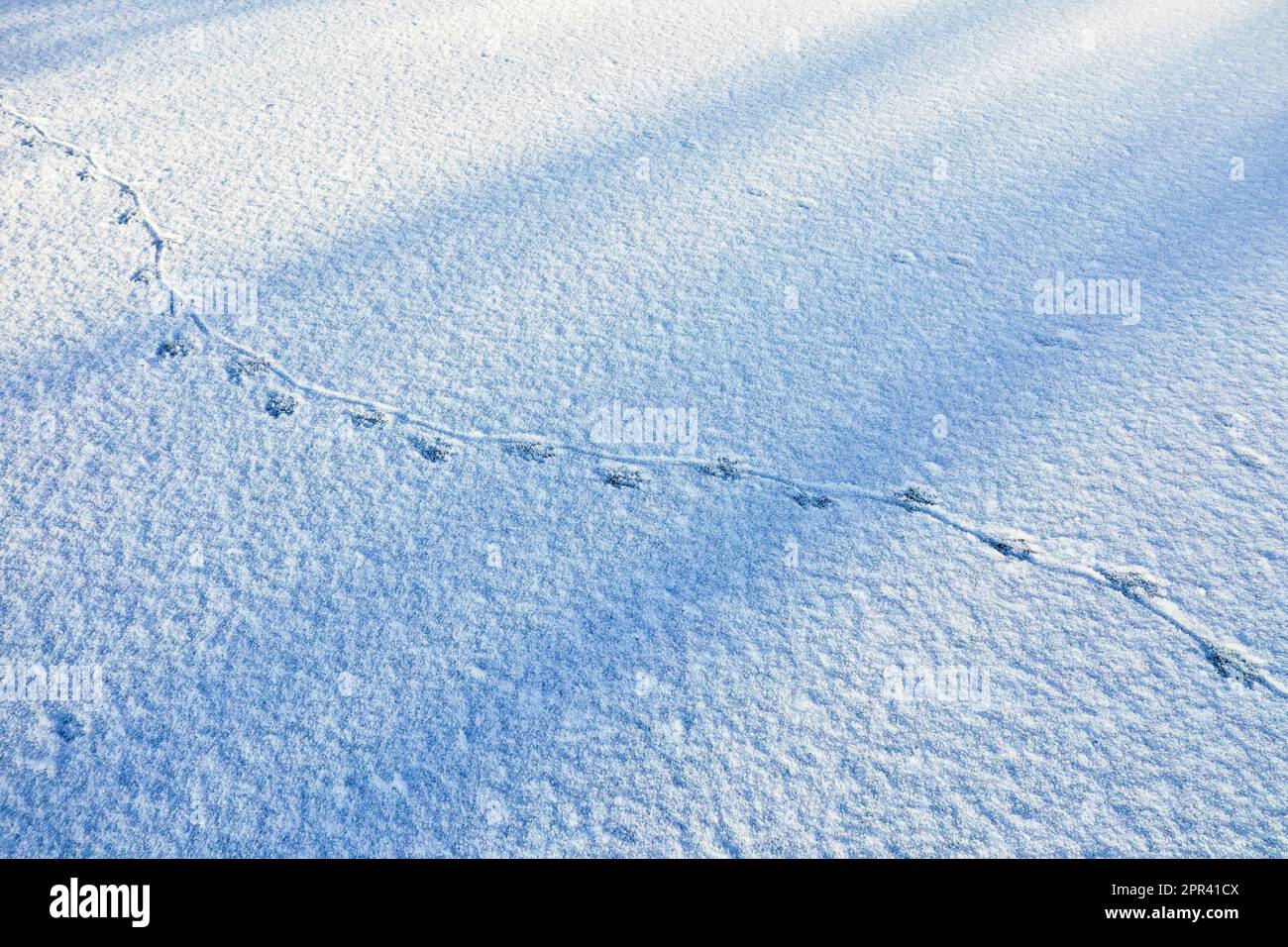 Coypu, Nutria (Myocastor coypus), Spuren im Schnee auf der Eisoberfläche eines gefrorenen Teichs, mit dem Abdruck des sich drehenden Schwanzes auf dem Boden, Stockfoto
