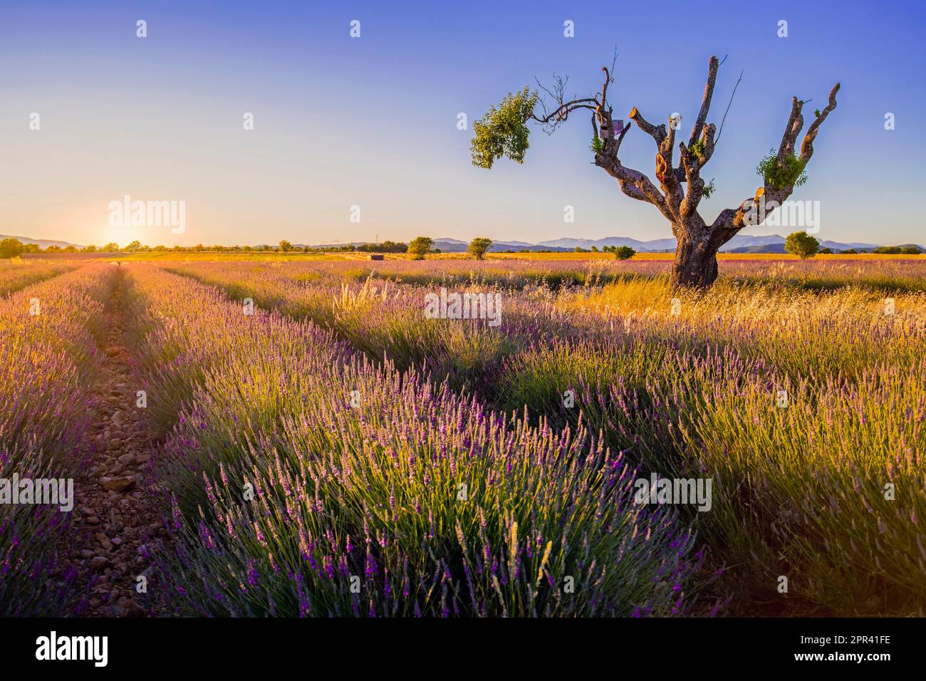 Englischer Lavendel (Lavandula angustifolia, Lavandula officinalis), ein toller einsamer alter Baum in Lavendelfeldern während des Sonnenuntergangs, Frankreich, Provence, Stockfoto