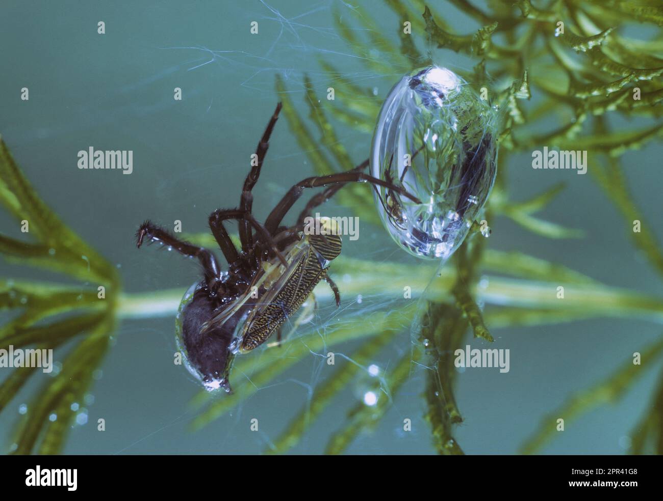 Europäische Wasserspinne (Argyroneta aquatica), weiblich im Nest, tauchende Glocke unter Wasser, mit ausbeutertem Wasserkeim, Deutschland Stockfoto