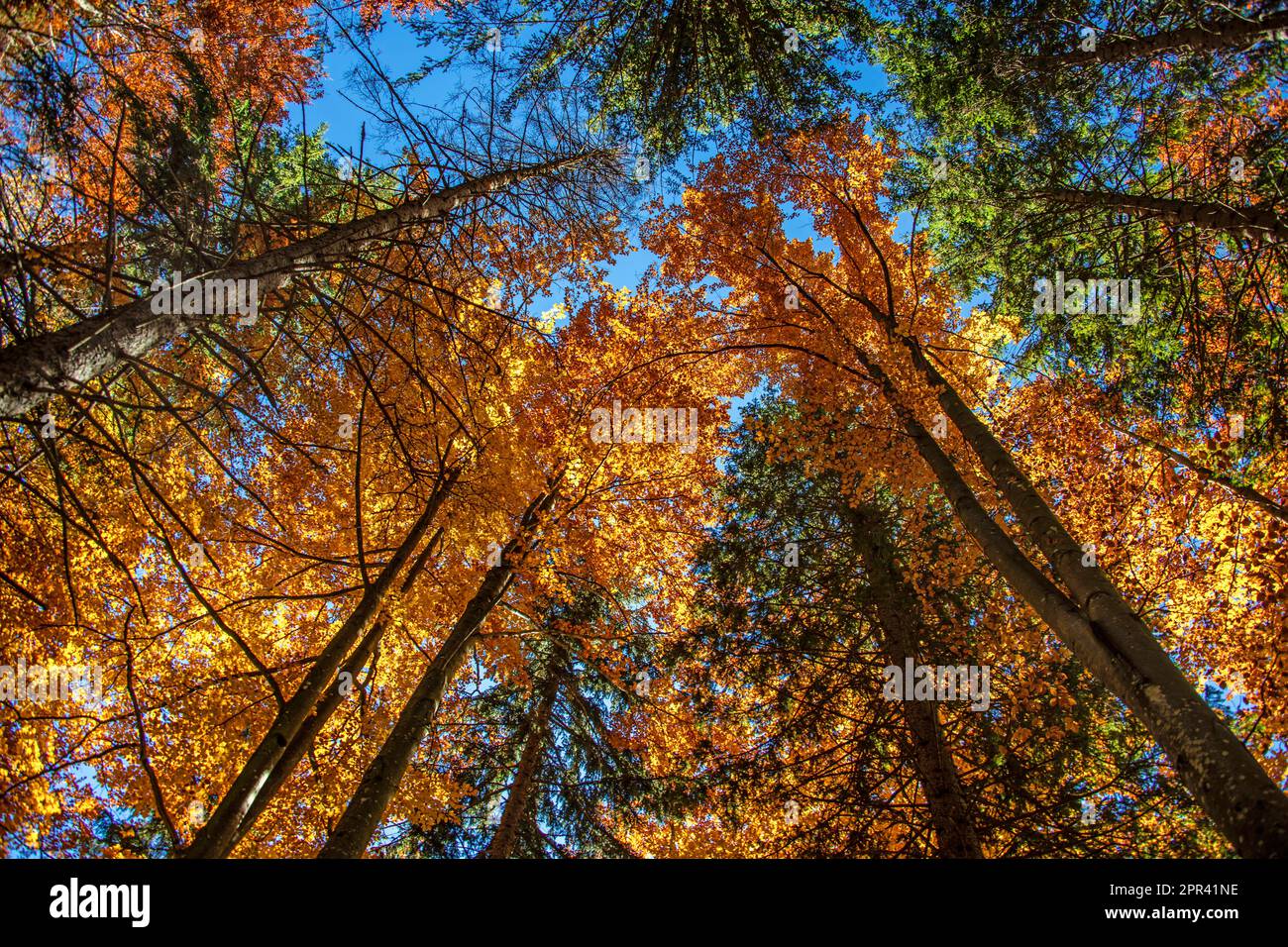 Schauen Sie auf die Bäume oben in verschiedenen Farben unter dem blauen Himmel, Deutschland, Wallberg Stockfoto