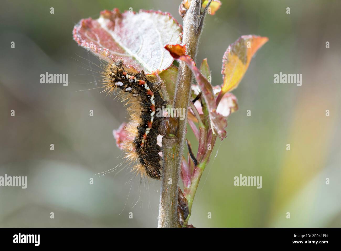 Knotengras-Motte (Acronicta rumicis, Viminia rumicis, Acronycta salicis), Raupe auf Pappelblatt, Deutschland Stockfoto