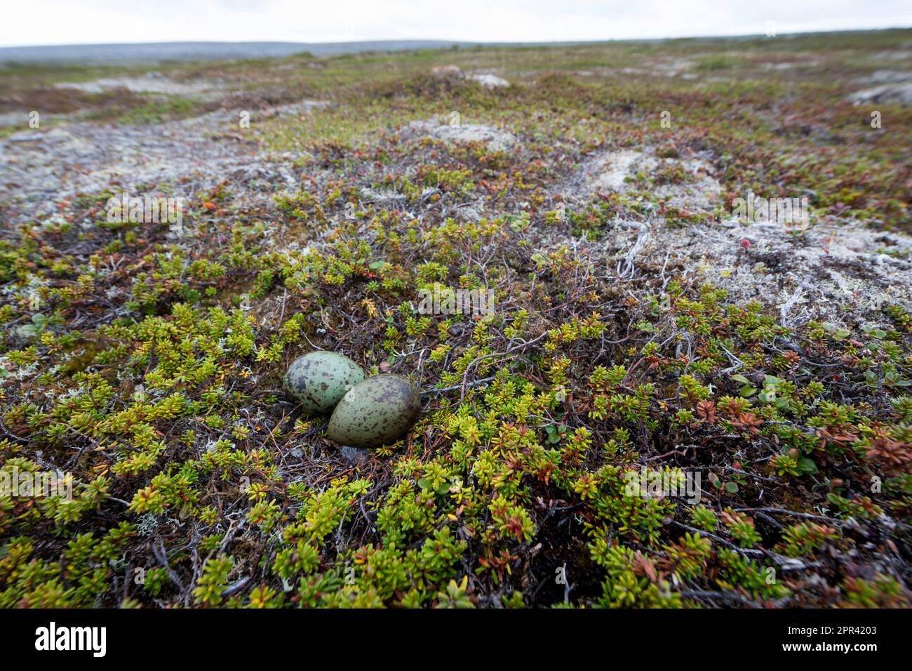 Langschwanzskua (Stercorarius longicaudus), Eier auf dem Boden zwischen Halophyten, Skandinavien Stockfoto
