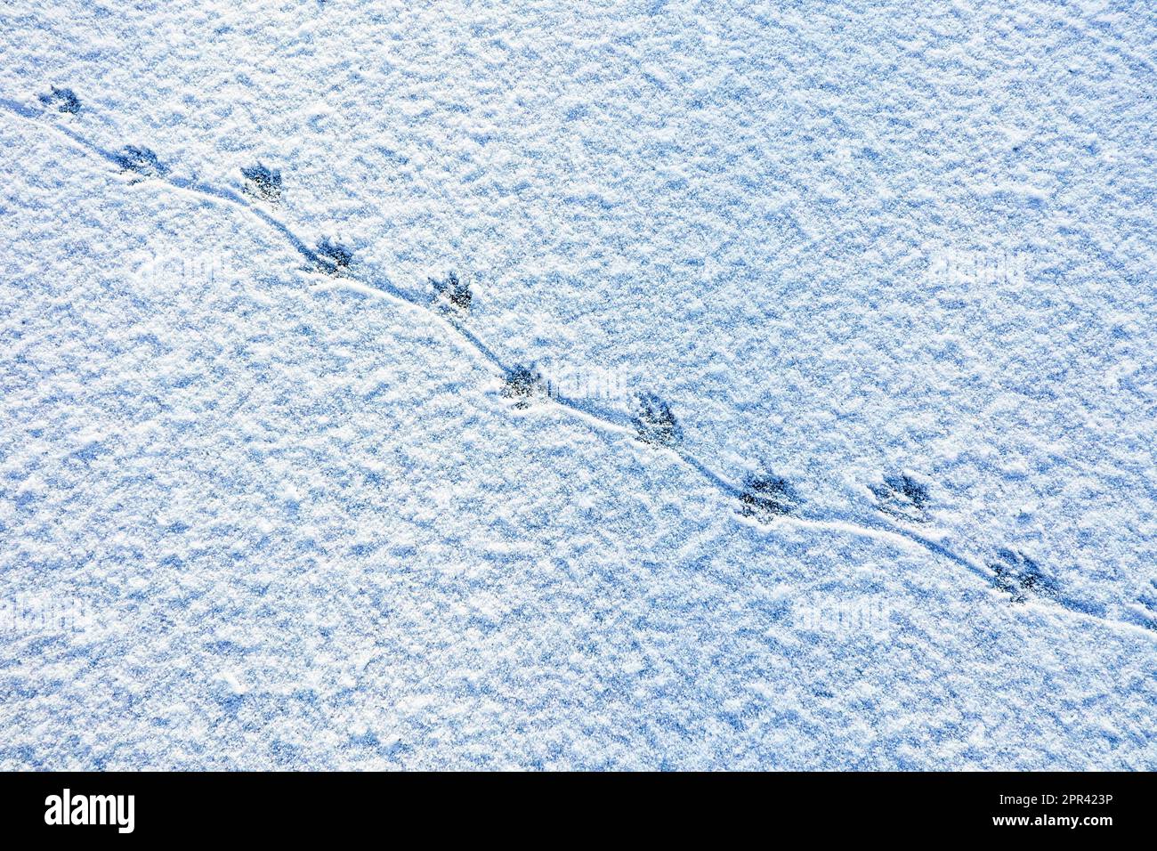 Coypu, Nutria (Myocastor coypus), Spuren im Schnee auf der Eisfläche