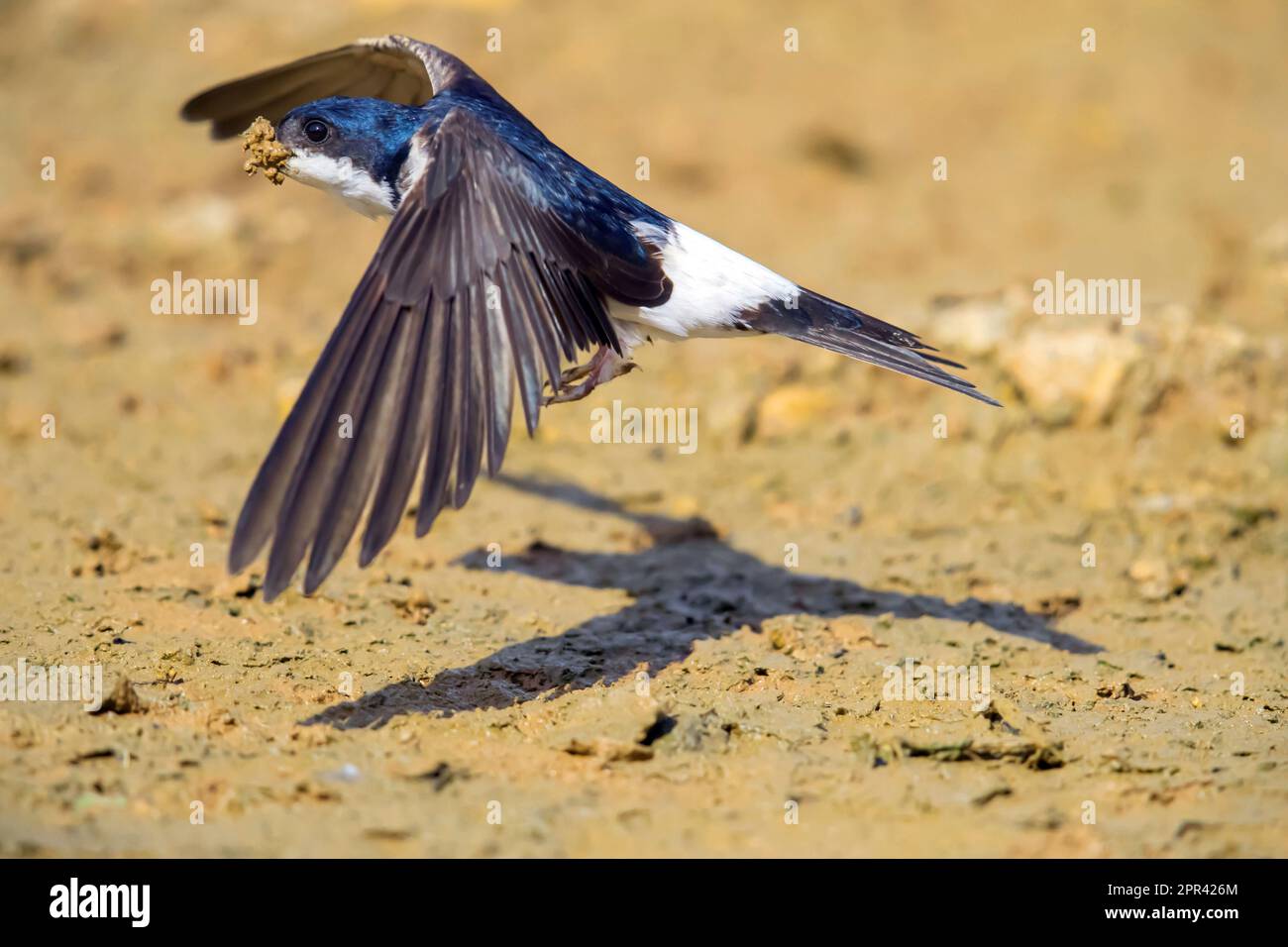 Gemeines Haus martin (Delichon urbica, Delichon urbicum), vom Boden fliegt mit feuchtem Boden im Schnabel, um ein Nest zu bauen, Seitenansicht, Deutschland, Stockfoto