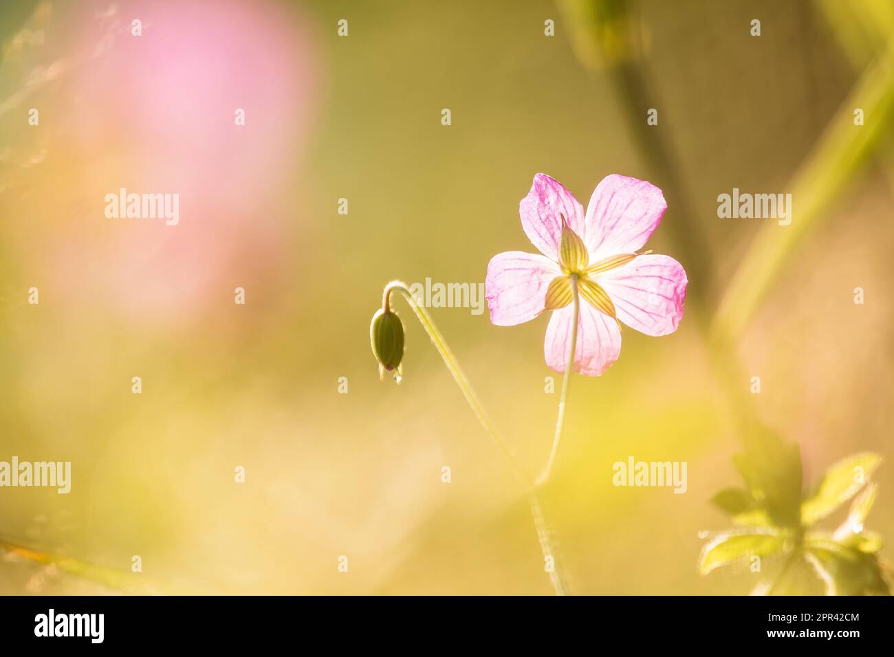 Herb Robert, Red Robin, der Tod kommt schnell, Robert Geranium (Geranium robertianum, Robertiella robertiana), Blume im Hinterlicht, Deutschland Stockfoto