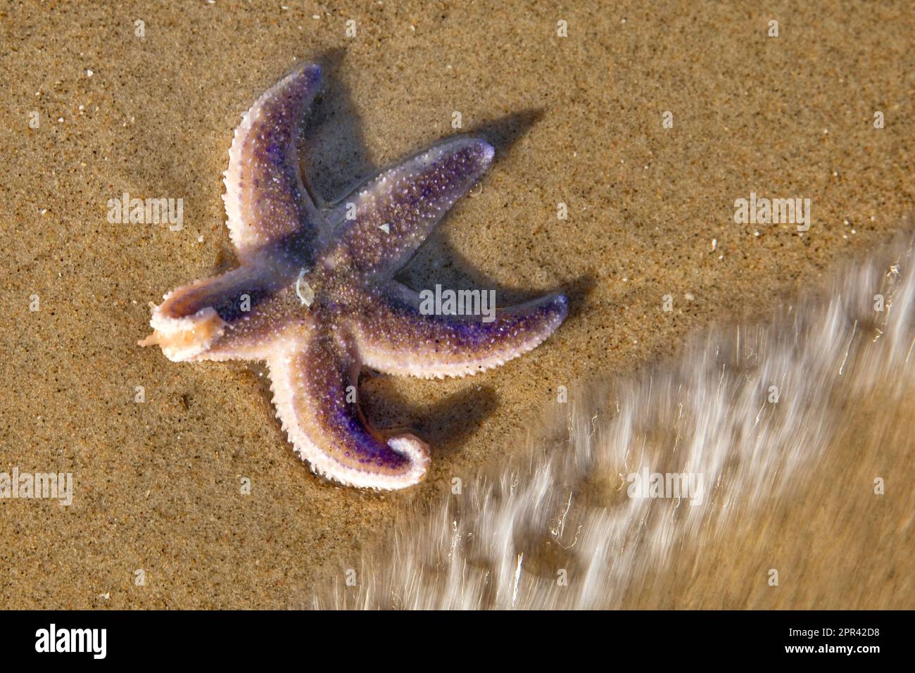 Seezunge, Seezunge (Asterias rubens), Seezunge am Nordseestrand, Dänemark, Skagerrak Stockfoto