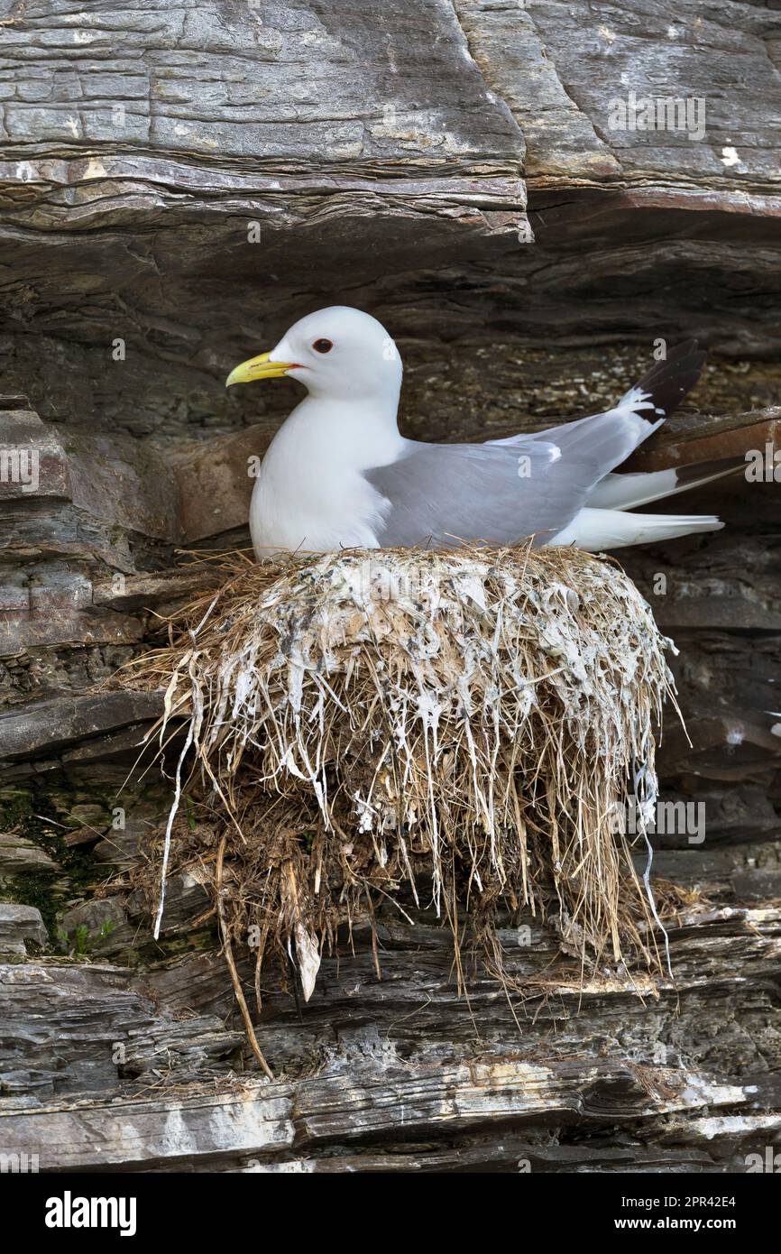 Schwarzer Katzenauflauf (Rissa tridactyla, Larus tridactyla), Aufzucht an einer Felswand, Skandinavien Stockfoto