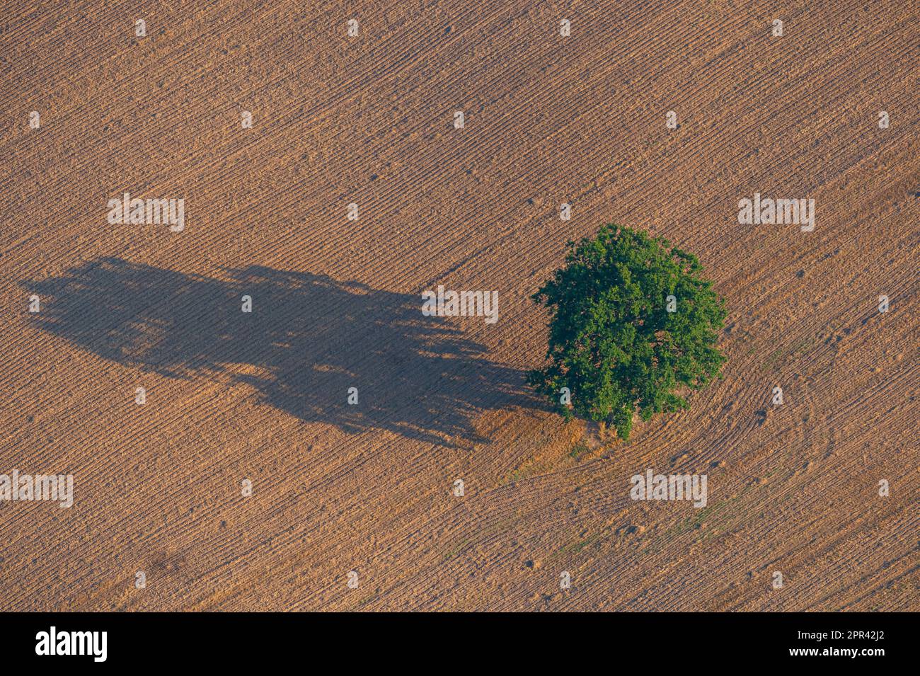 Eiche auf offenem Feld, aus der Vogelperspektive, Deutschland, Schleswig-Holstein Stockfoto