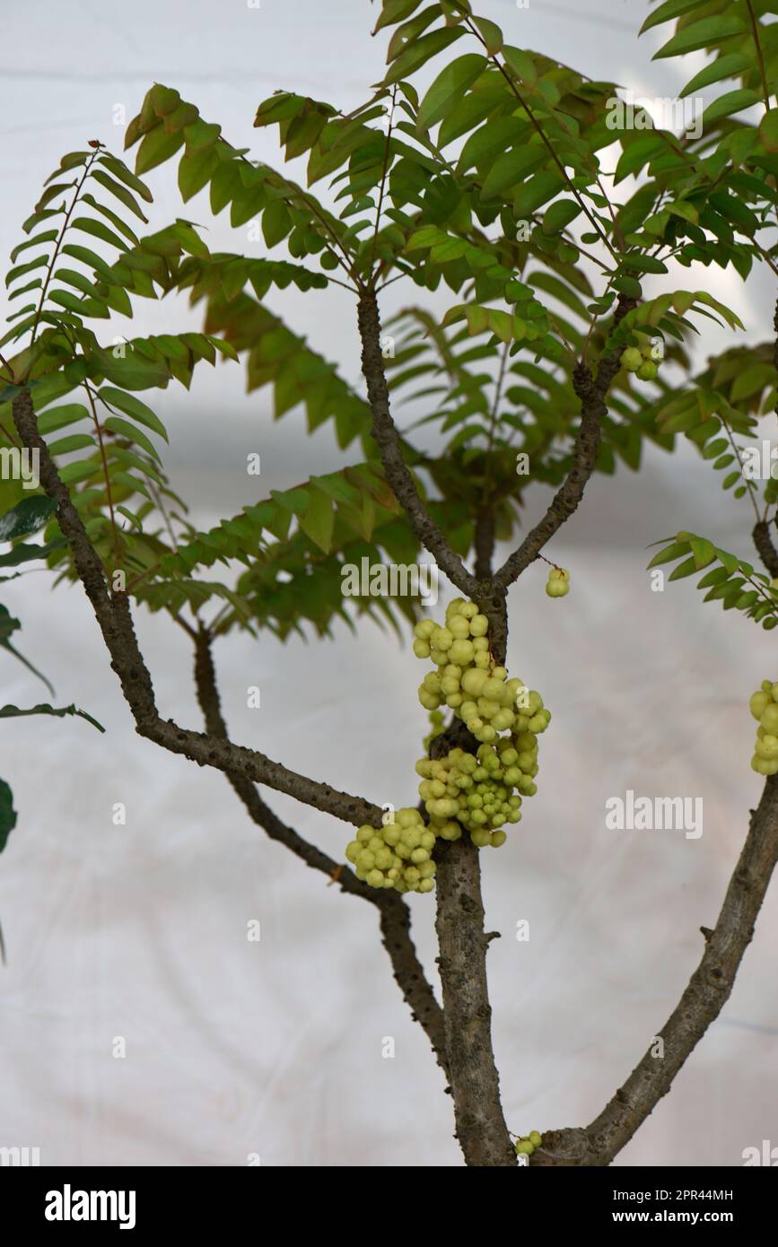 Indische Stachelbeere, Stachelbeerbaum, Bonsai-Baum, Heimgarten  Stockfotografie - Alamy