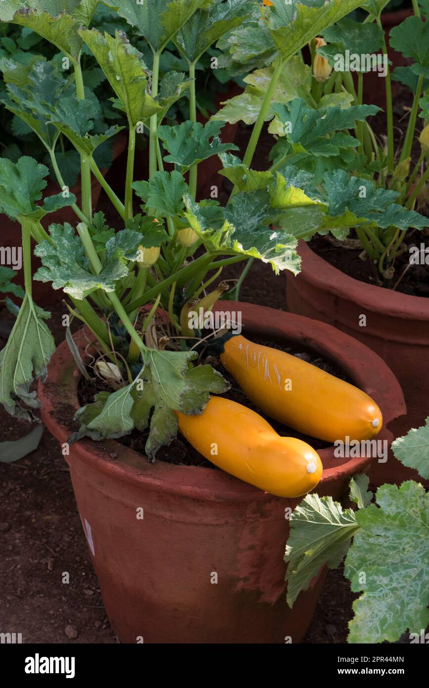 Zucchini-Gemüse, Babymark, gelbes Gemüse Stockfoto