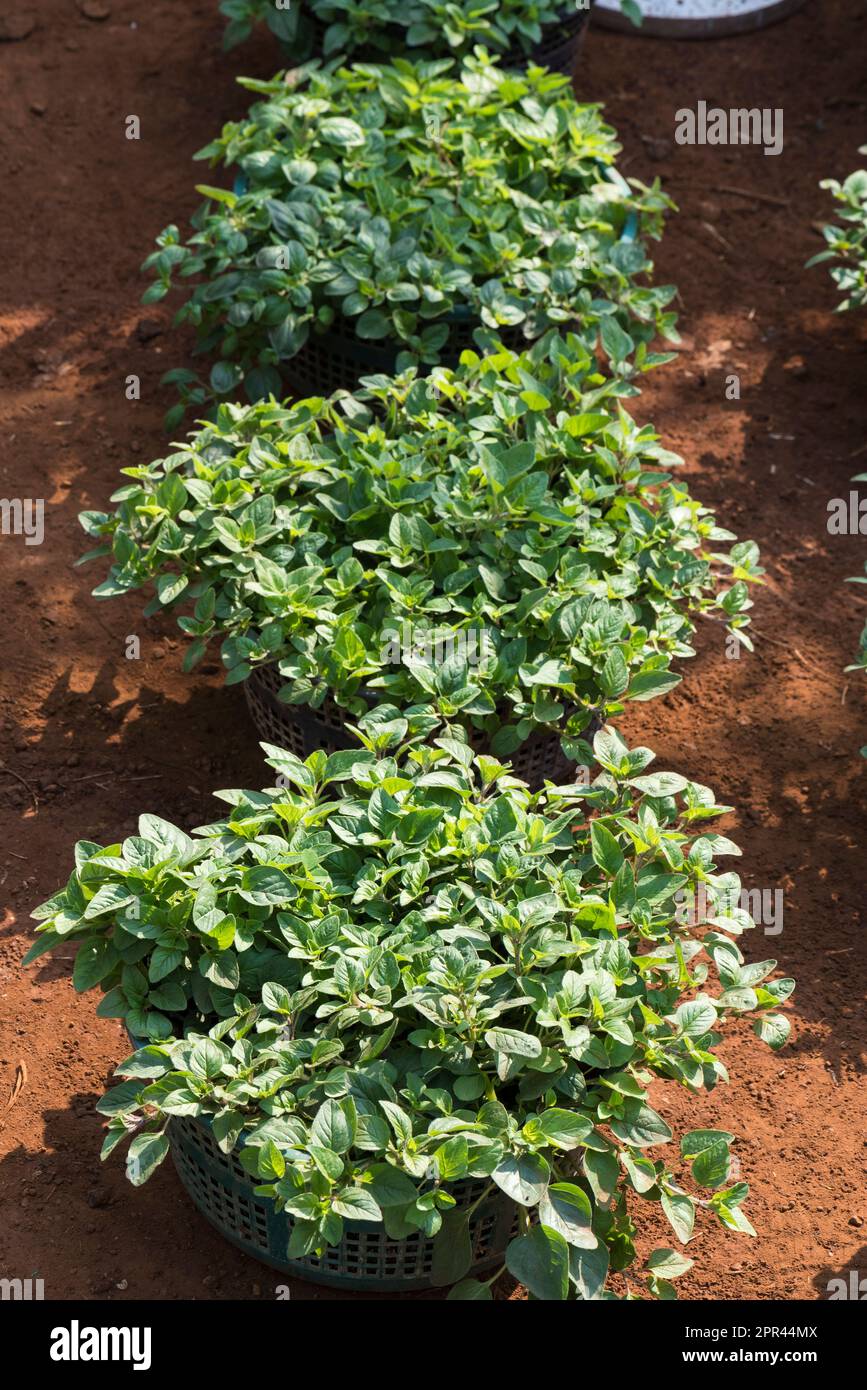 Oregano, Karom, Ajwain-Blätter, Origanum vulgare, Stockfoto