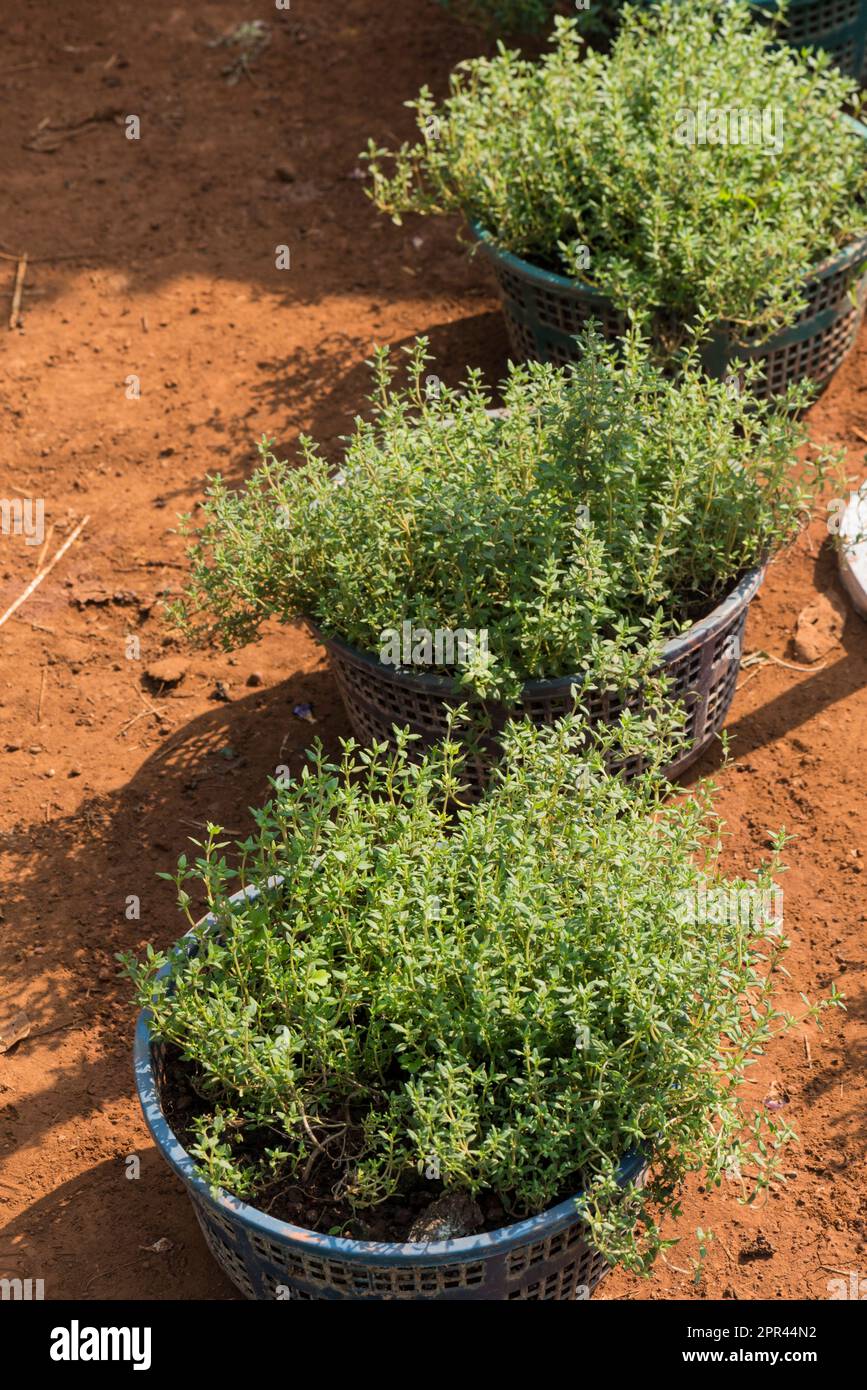 Thymus vulgaris, gewöhnlicher Thymian, englischer Thymian, Sommerthymian, Winterthymian, Französischer Thymian, Gartenthymian, Stockfoto