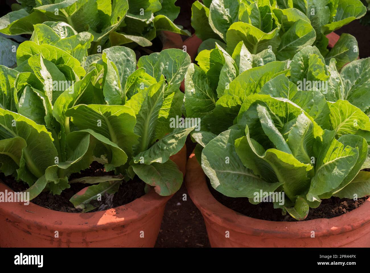 Salat, Lactuca sativa, Romainsalat, Cossalat, grünes Gemüse Stockfoto