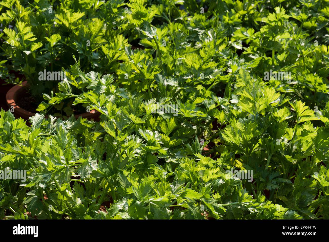 Sellerie, Sumpfpflanze, Apium graveolens, grünes Gemüse, Stockfoto