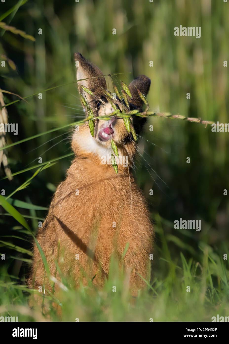 URKOMISCHE Bilder von unartigen Hasen, die Gesichter ziehen die lustigsten Gesichter wurden in Dorset aufgenommen. Stockfoto