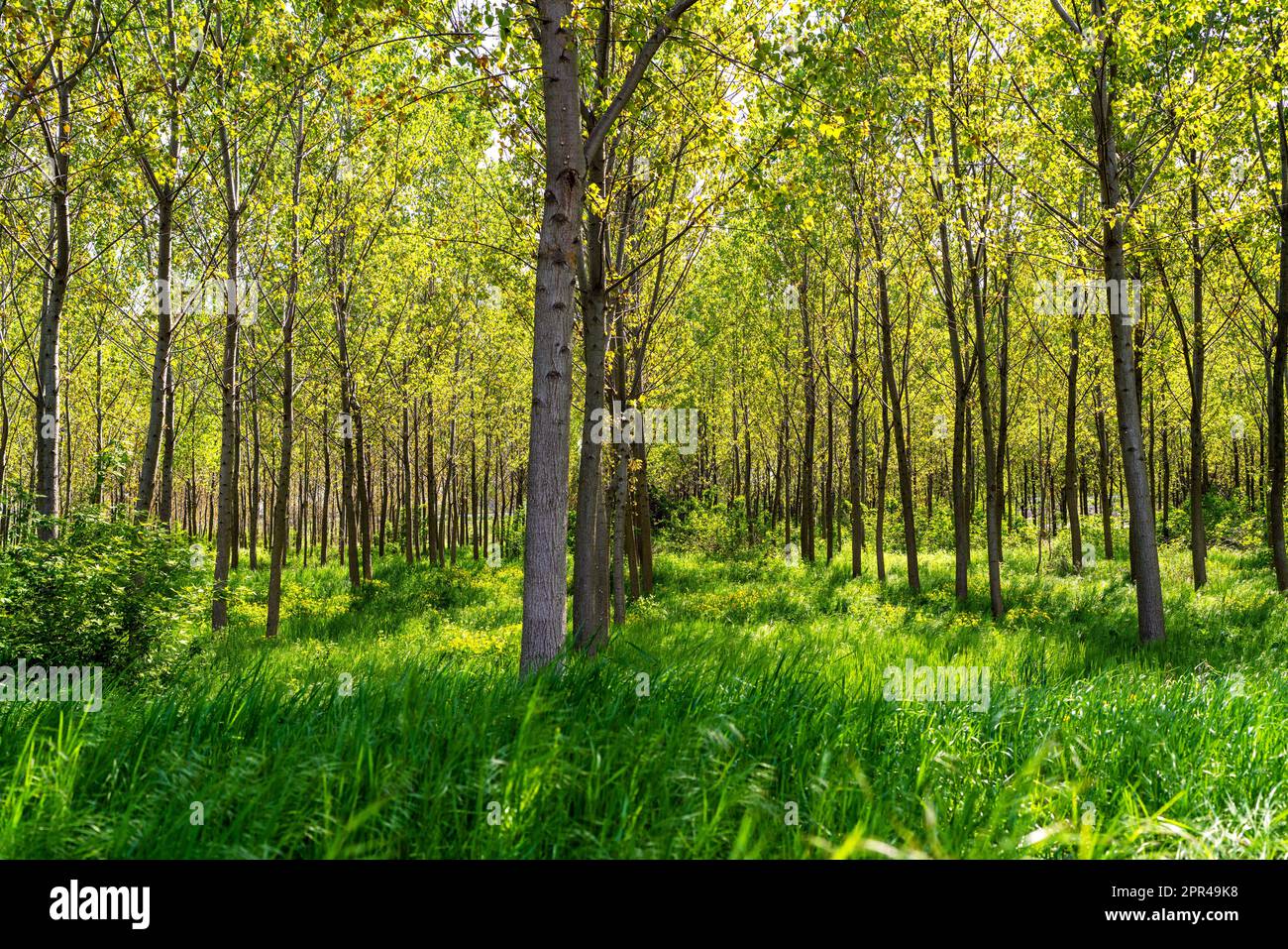 Mitten im Frühling bepflanzte die malerische Landschaft einen Wald. Stockfoto
