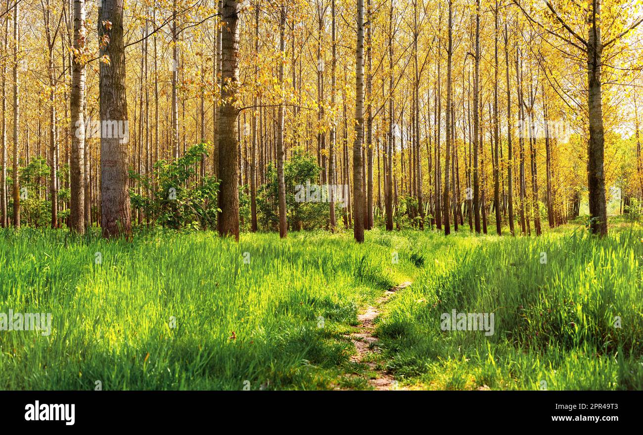 Landschaftlich reizvoller Wald zu Beginn des Herbstes und Wanderweg, Kontinentalklima. Stockfoto
