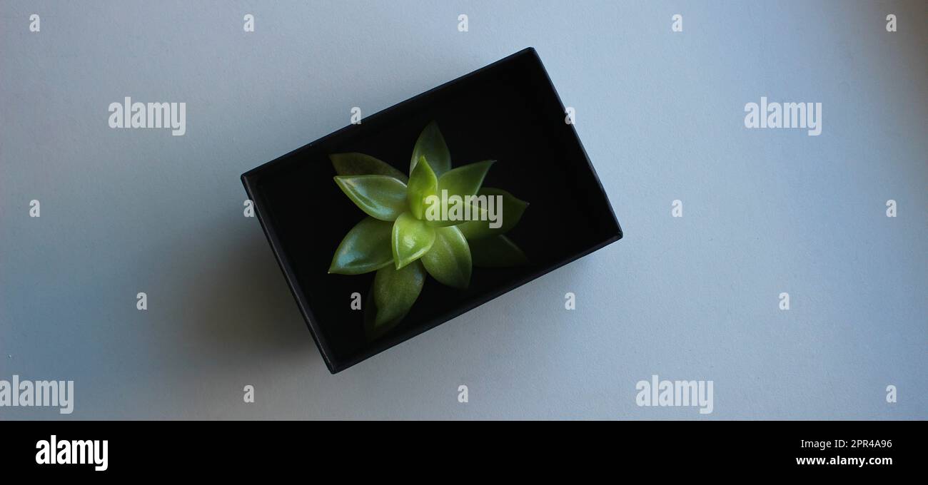 Grüne Pflanzensprout In Black Box Auf Weißer Oberfläche, Draufsicht Stockfoto